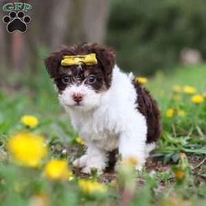 Avery, Yorkie Poo Puppy